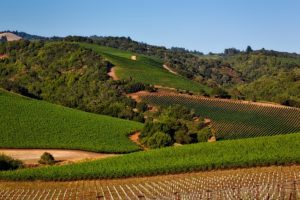 vineyard-sonoma-valley